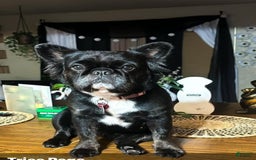 French Bulldog dogs for sale: Bear - Image 2