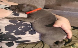 American Bully dogs for sale: Caseoh - Image 4