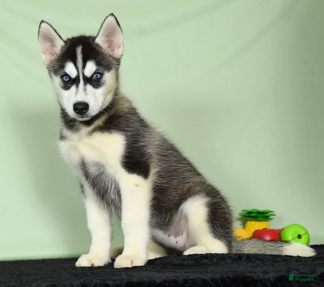 Siberian Husky dogs for sale: Mitzy - Image 7