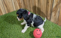 Cavalier King Charles Spaniel dogs for sale: Stardust Girl 1 - Image 2