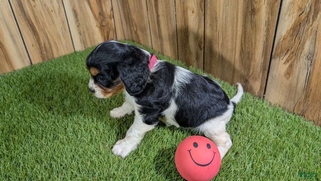 Cavalier King Charles Spaniel dogs for sale: Stardust Girl 1 - Image 2