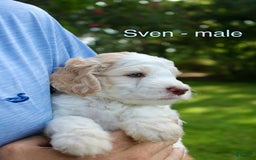  dogs for sale: Sven - Image 1