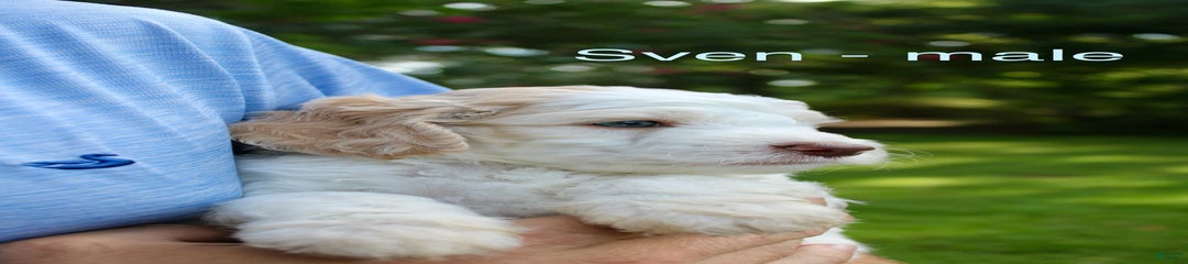 Sven