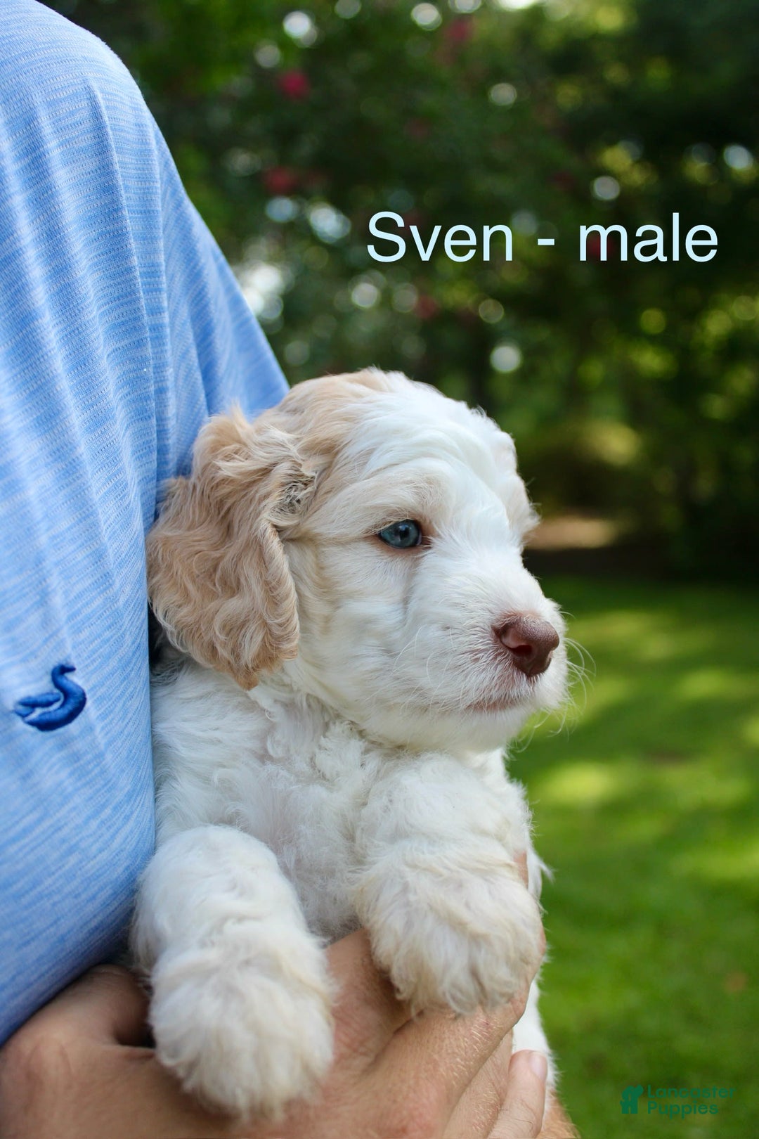  dogs for sale: Sven - Image 1