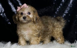 Miniature Poodle dogs for sale: Winnie - Image 6