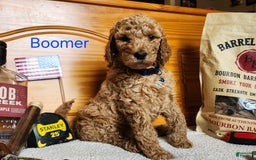 Standard Poodle dogs for sale: Boomer - Image 4