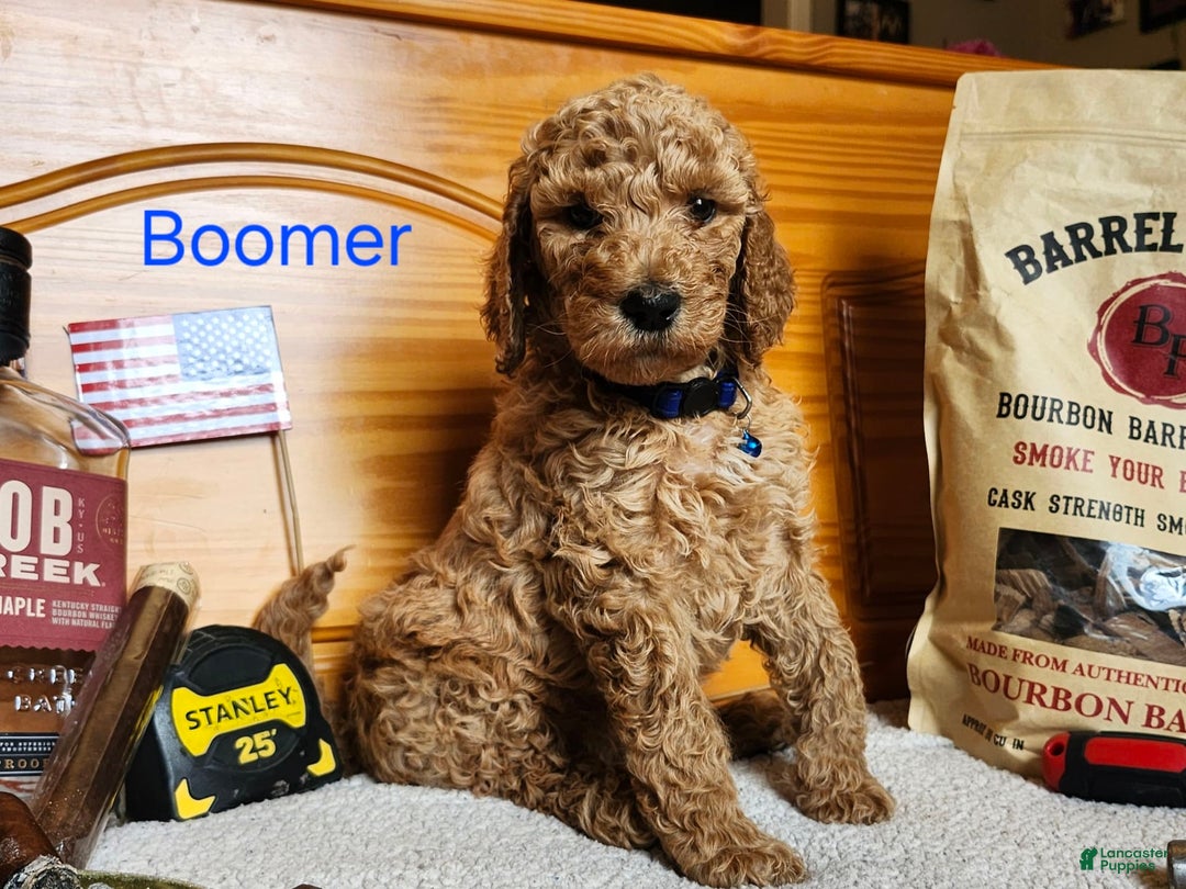 Standard Poodle dogs for sale: Boomer - Image 4