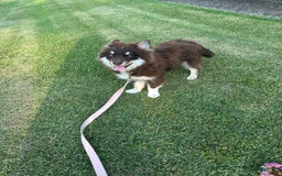 Pomsky dogs for sale: Molly - Image 4