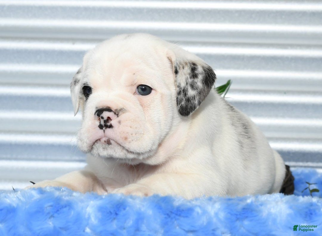 Beabull dogs for sale: Irving - Image 9