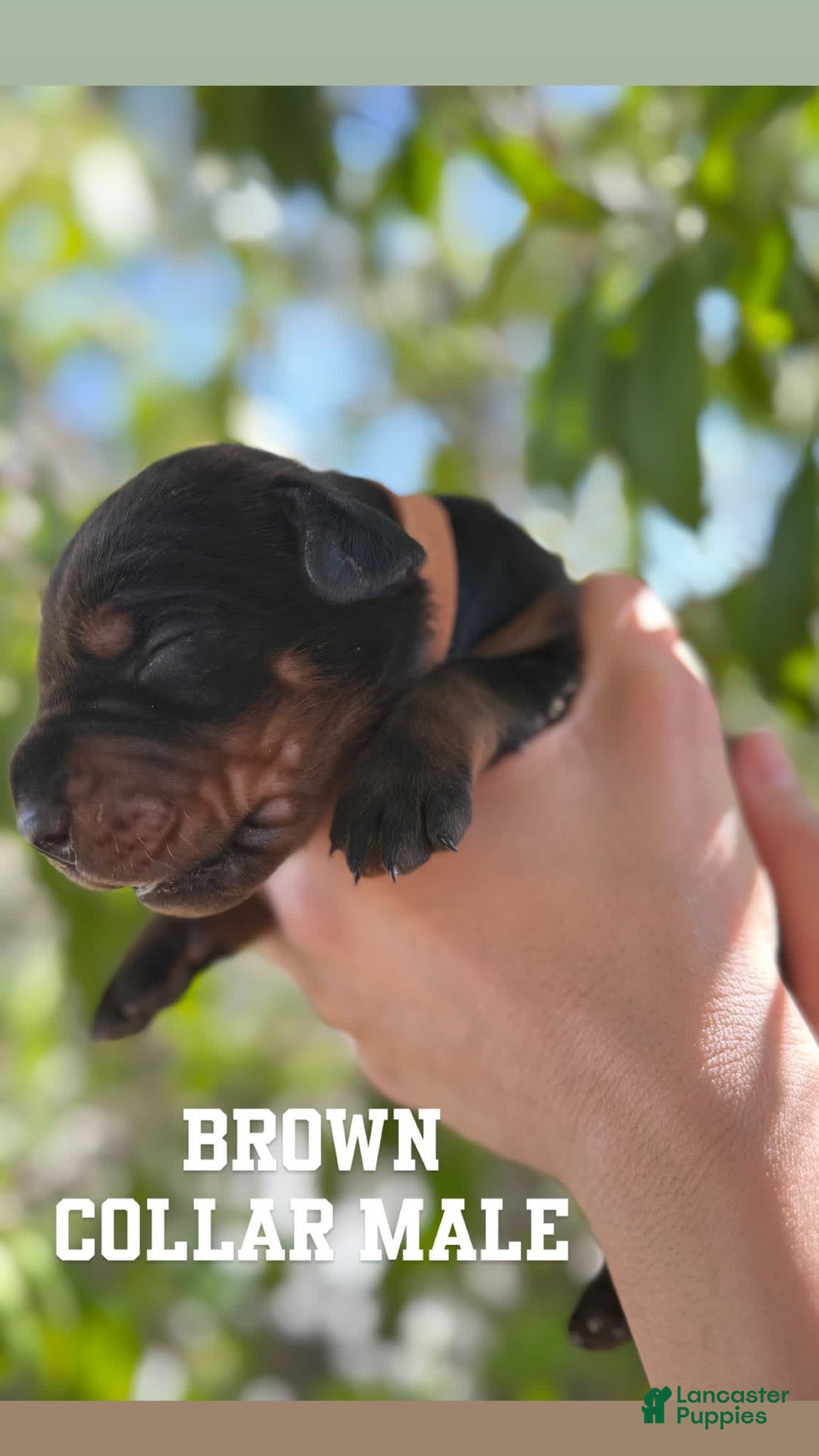 Doberman Pinscher dogs for sale: Brown - Image 1