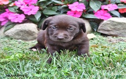 Labrador Retriever dogs for sale: Nick - Image 1
