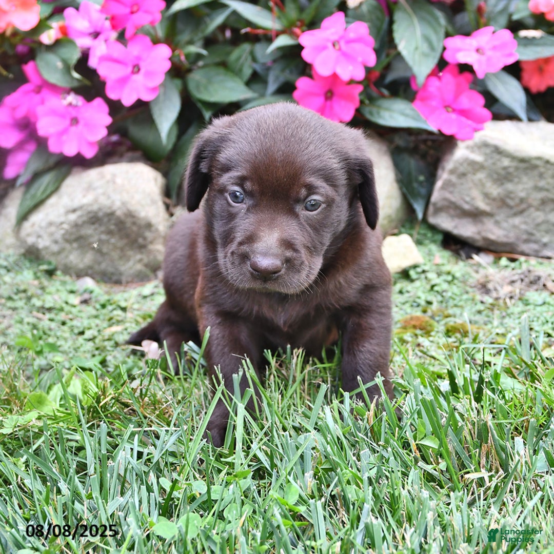 Labrador Retriever dogs for sale: Nick - Image 1