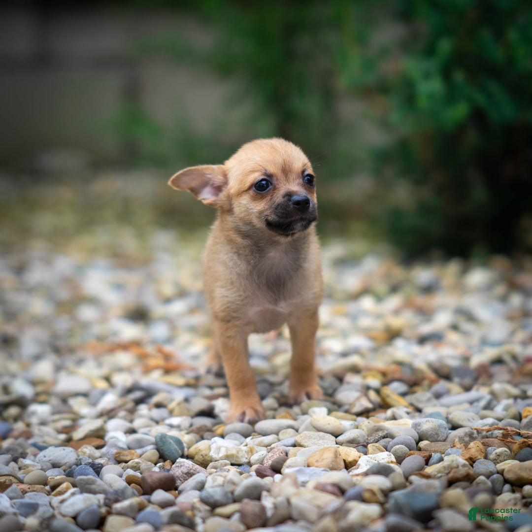 Pomchi dogs for sale: Bear - Image 4