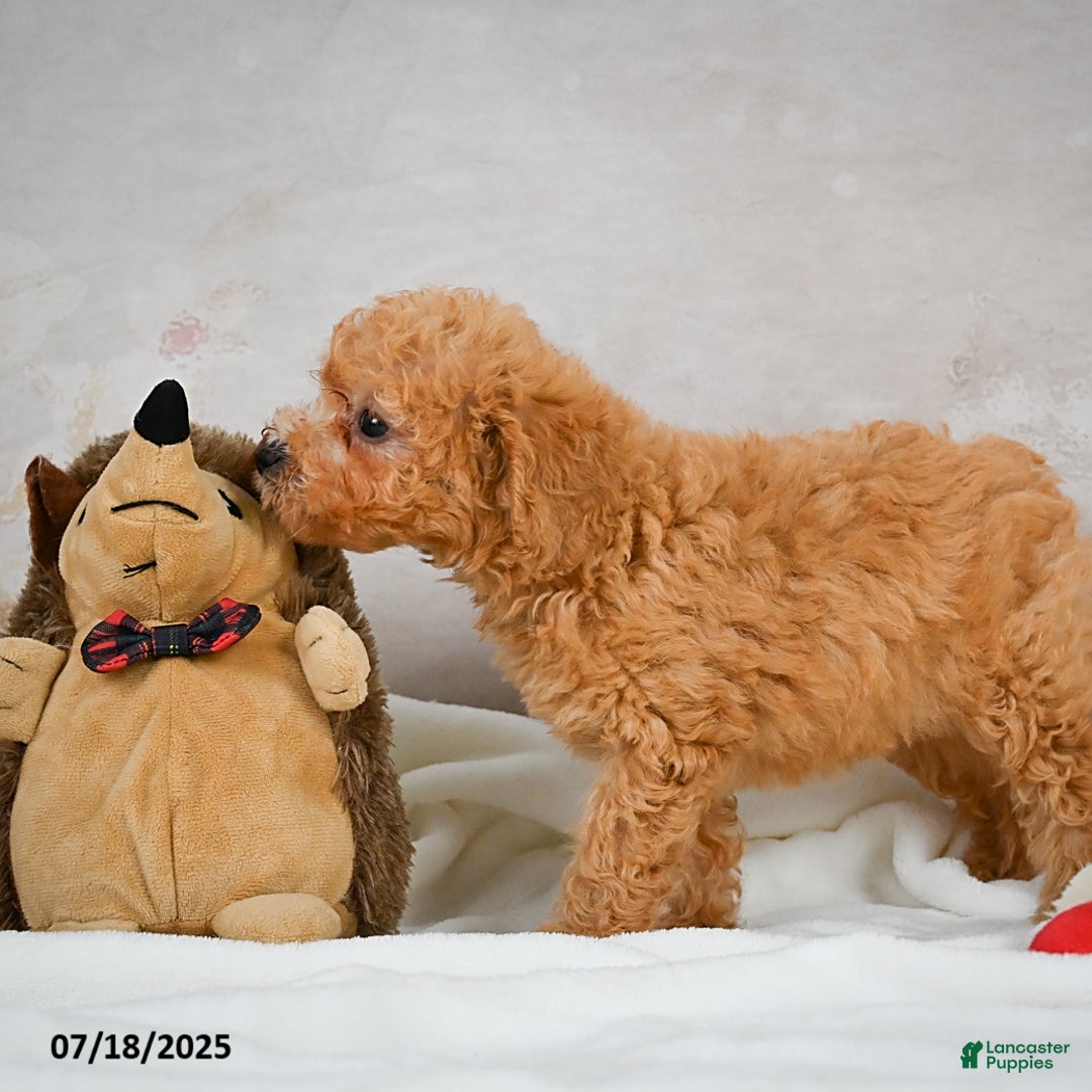Bichpoo dogs for sale: Deborah - Image 3