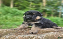German Shepherd dogs for sale: Kira - Image 4