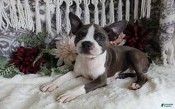 Boston Terrier dogs for sale: Trudy - Image 5
