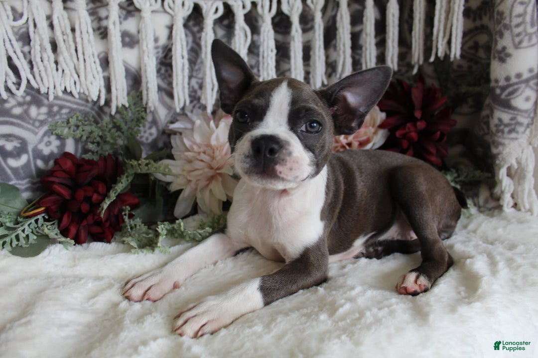 Boston Terrier dogs for sale: Trudy - Image 5