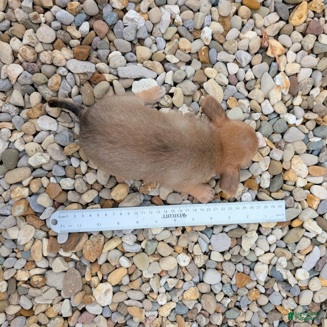 Pomchi dogs for sale: Bear - Image 5