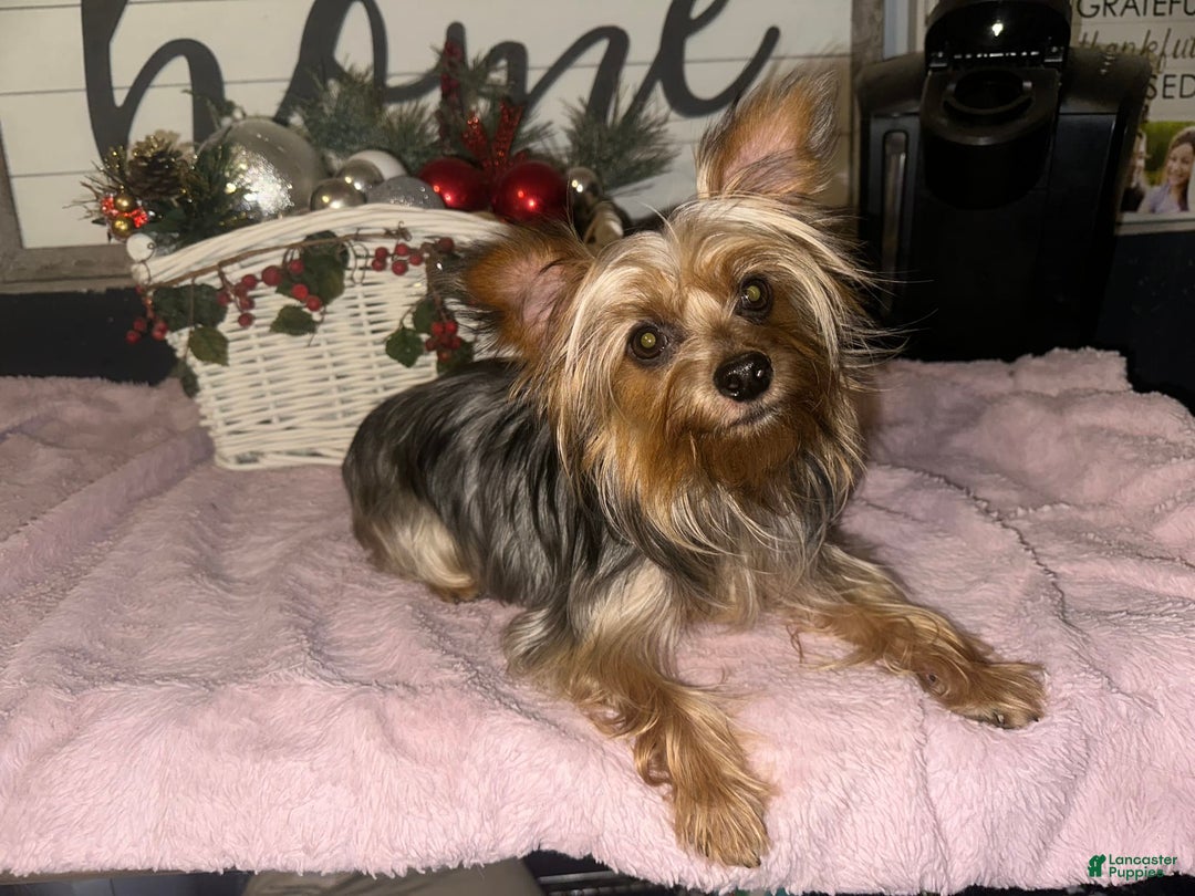 Yorkshire Terrier dogs for sale: Girl - Image 3