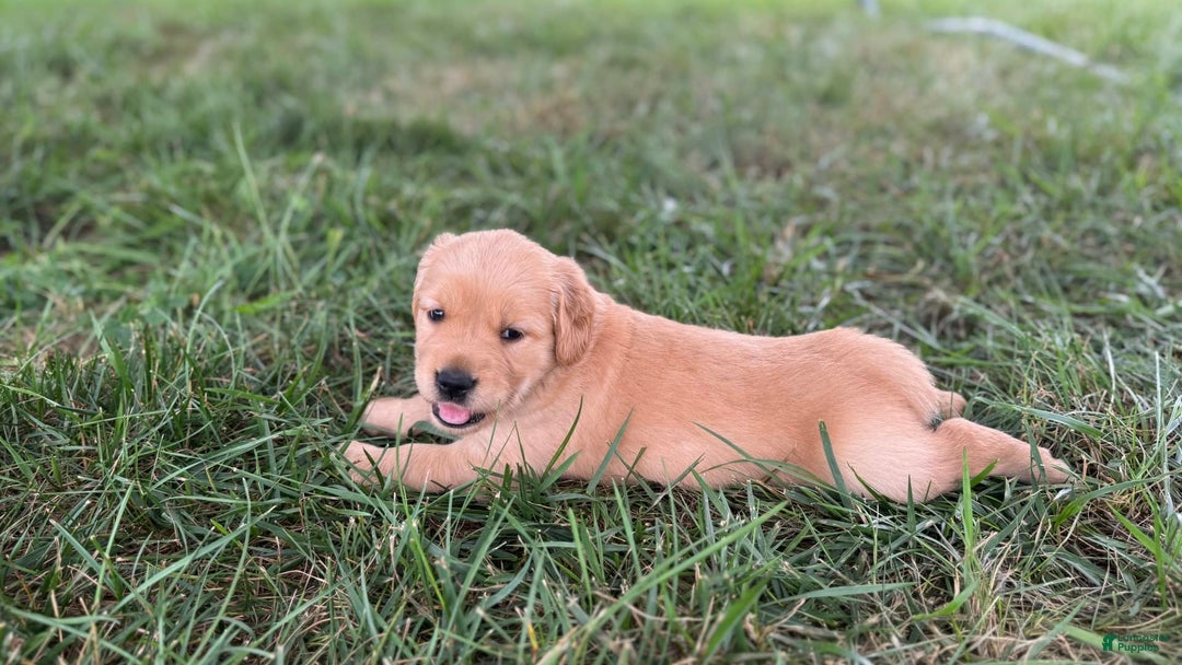 Golden Retriever dogs for sale: Molly - Image 2