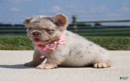 French Bulldog dogs for sale: Mia - Image 3