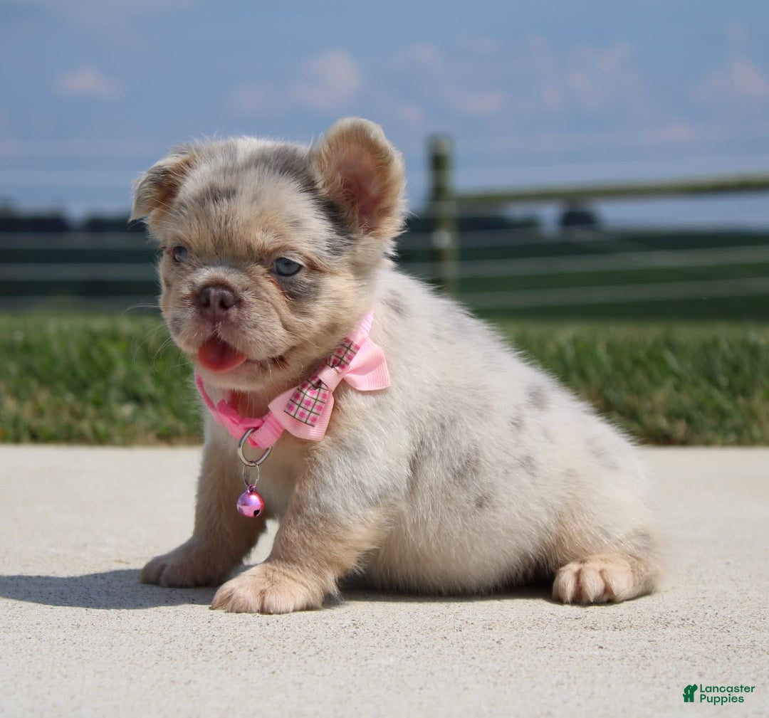 French Bulldog dogs for sale: Mia - Image 3
