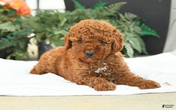 Mini Goldendoodle dogs for sale: Gulliver - Image 3