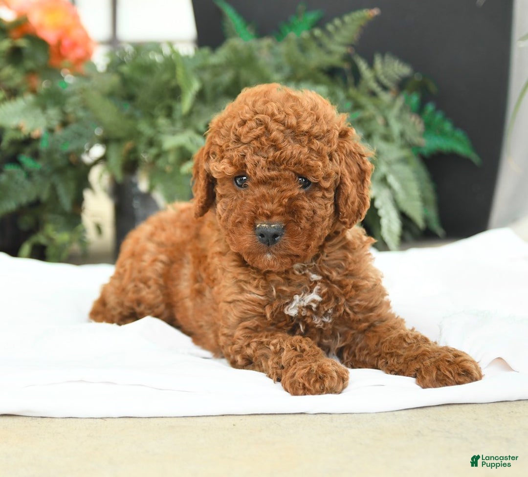 Mini Goldendoodle dogs for sale: Gulliver - Image 3