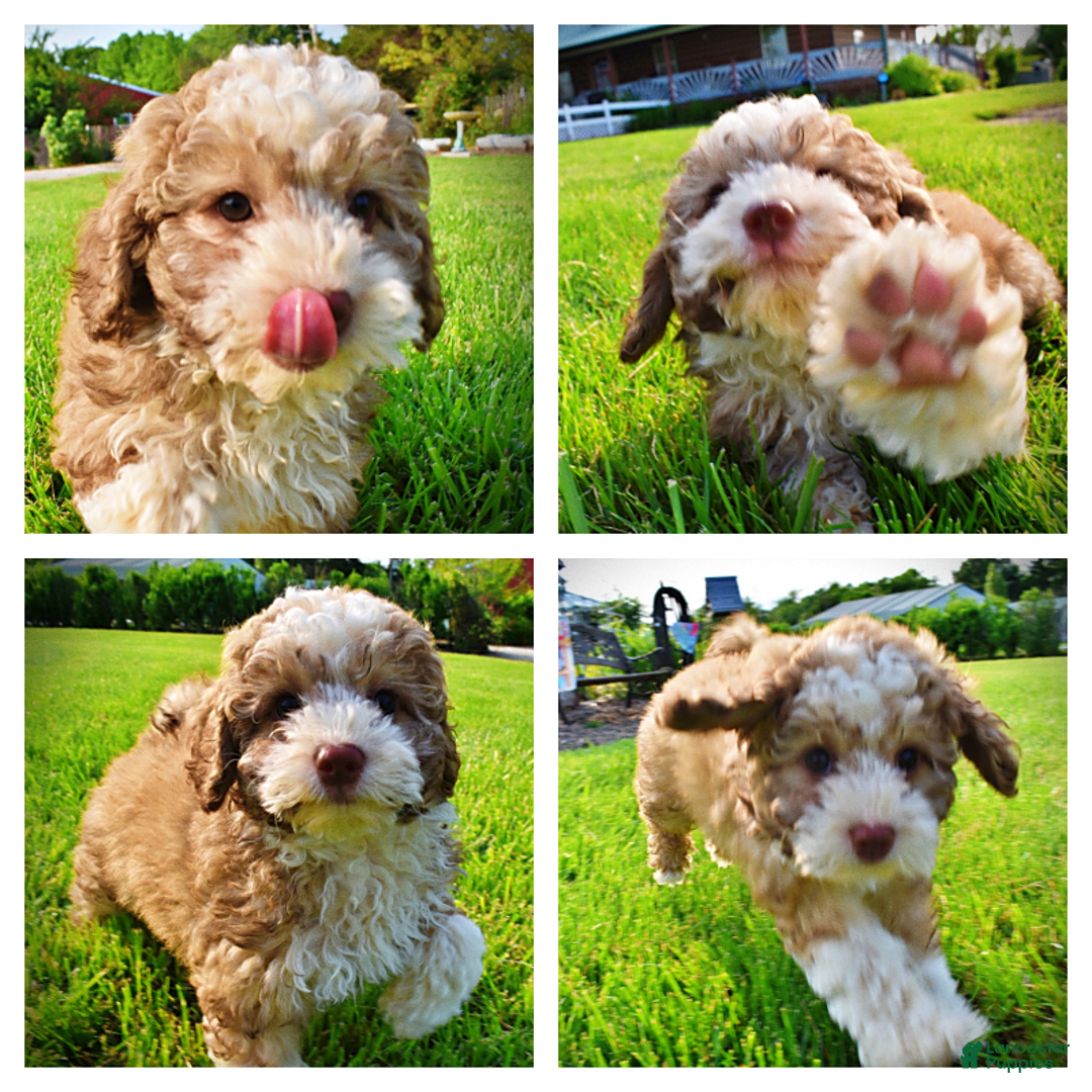 Havapoo dogs for sale: Webster - Image 1