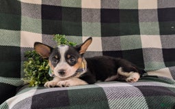 Welsh Corgi Pembroke dogs for sale: Welsh Corgi (Pembroke) 6 puppies - Image 25