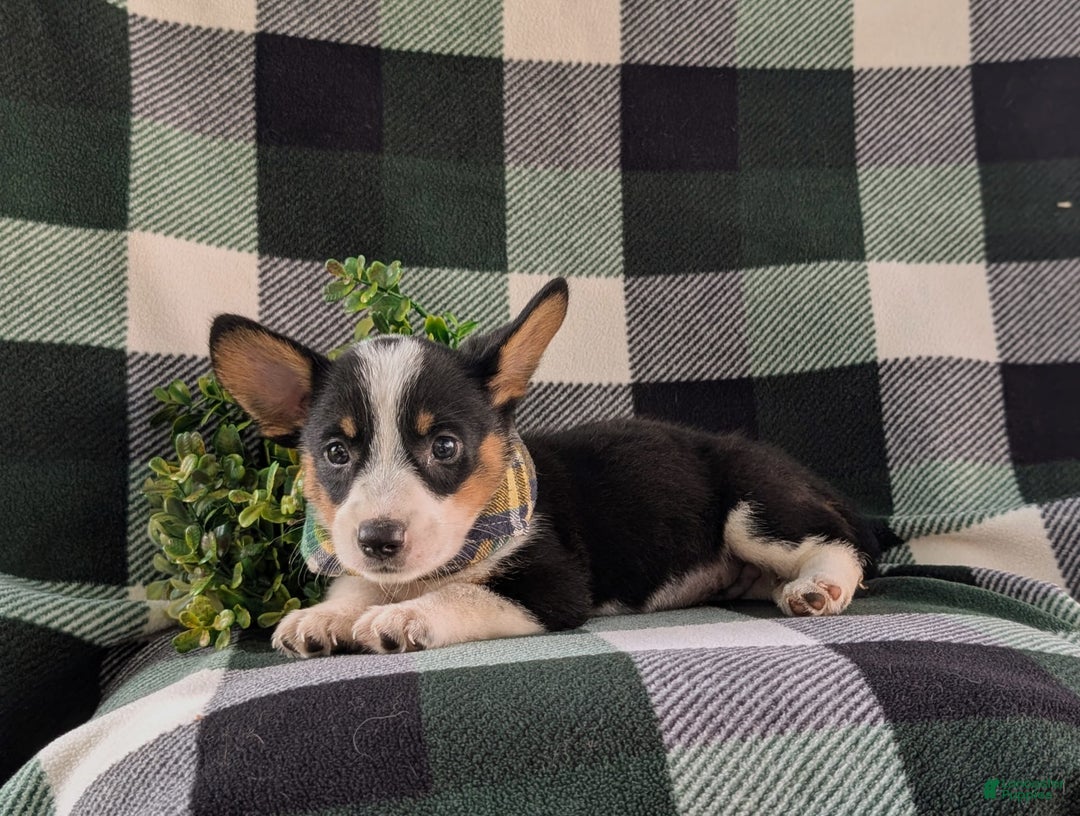 Welsh Corgi Pembroke dogs for sale: Welsh Corgi (Pembroke) 6 puppies - Image 25