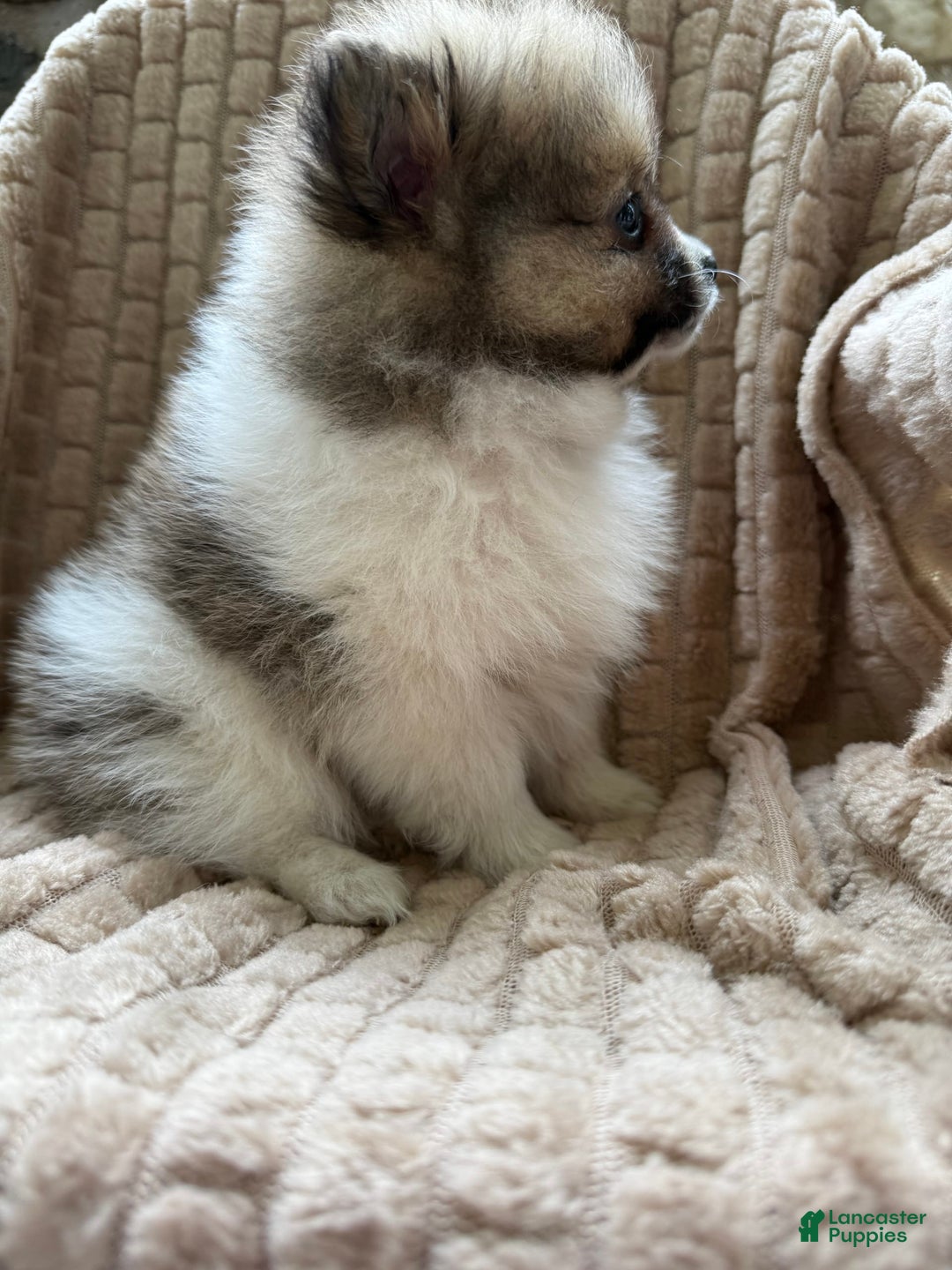 Pomeranian dogs for sale: Cory - Image 2