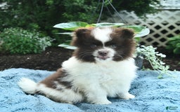 Pomeranian dogs for sale: Denmark - Image 1