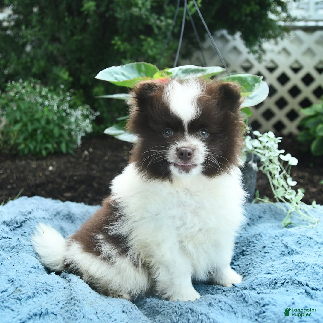 Pomeranian dogs for sale: Denmark - Image 1