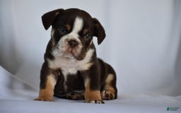 Beabull dogs for sale: Winston - Image 12