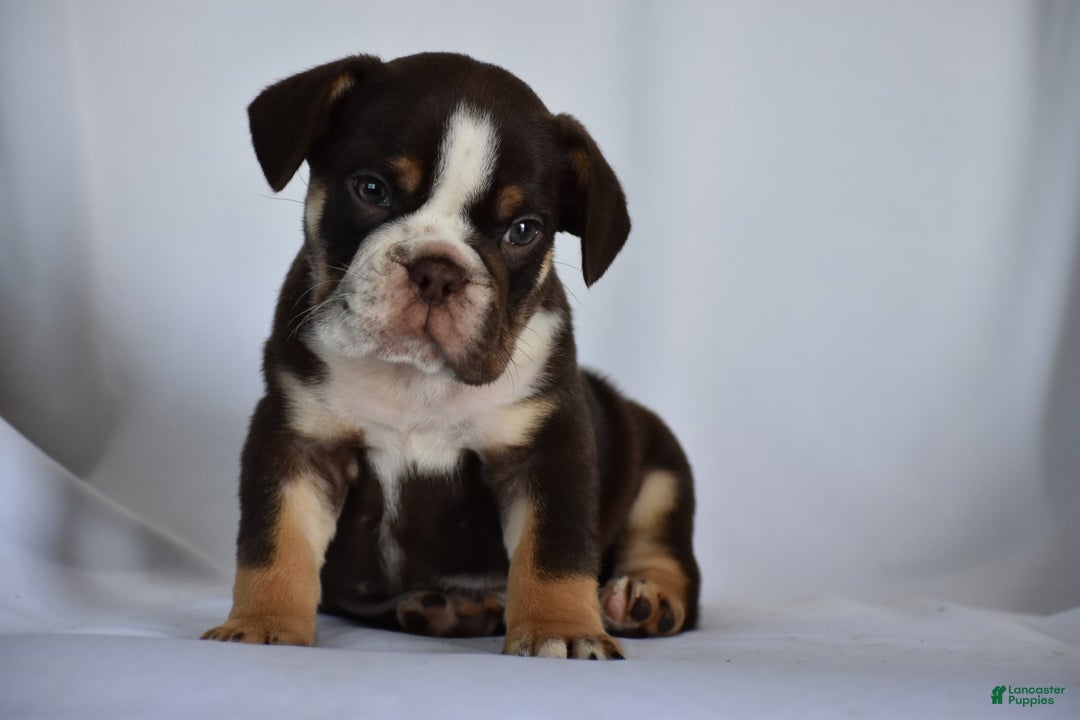 Beabull dogs for sale: Winston - Image 12