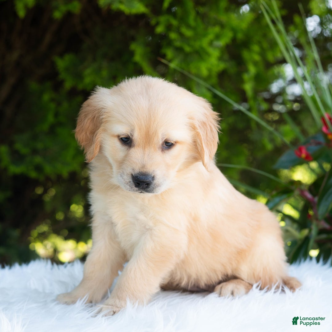 Golden Retriever dogs for sale: Hazel - Image 1