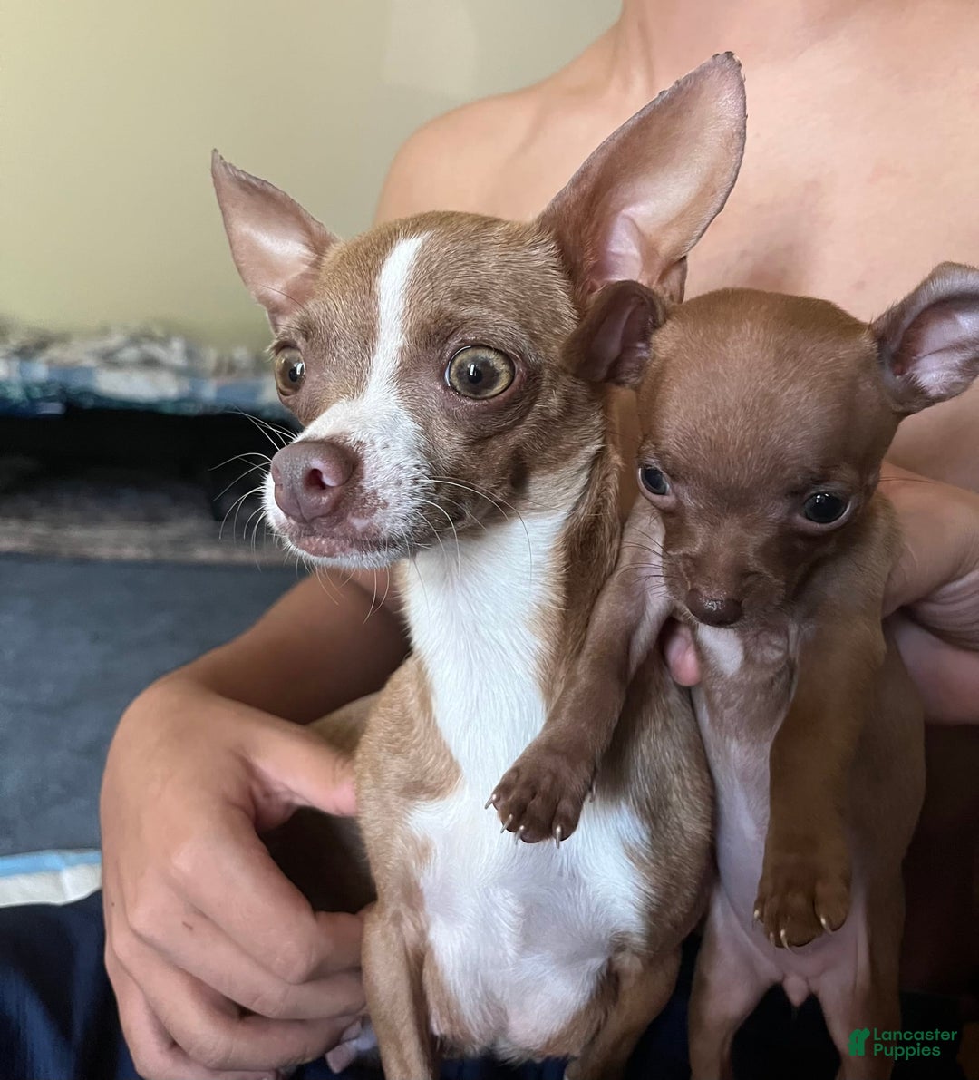 Chihuahua dogs for sale: Canela - Image 5
