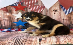 Australian Shepherd dogs for sale: Purple Collar Girl - Image 5