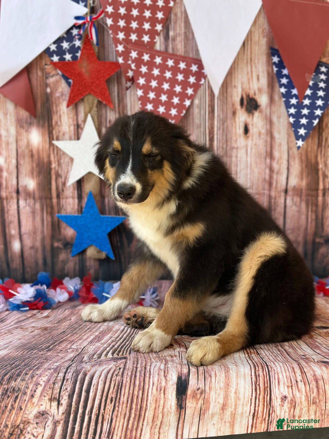 Australian Shepherd dogs for sale: Purple Collar Girl - Image 5