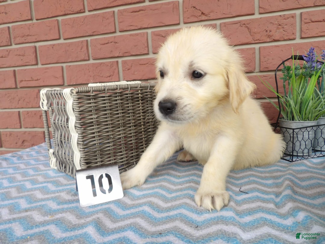 Golden Retriever dogs for sale: Golden Retriever 5 puppies - Image 3