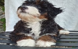Mini Bernedoodle dogs for sale: Oakley - Image 21