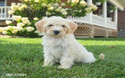 Mini Goldendoodle dogs for sale: Hazel - Image 2