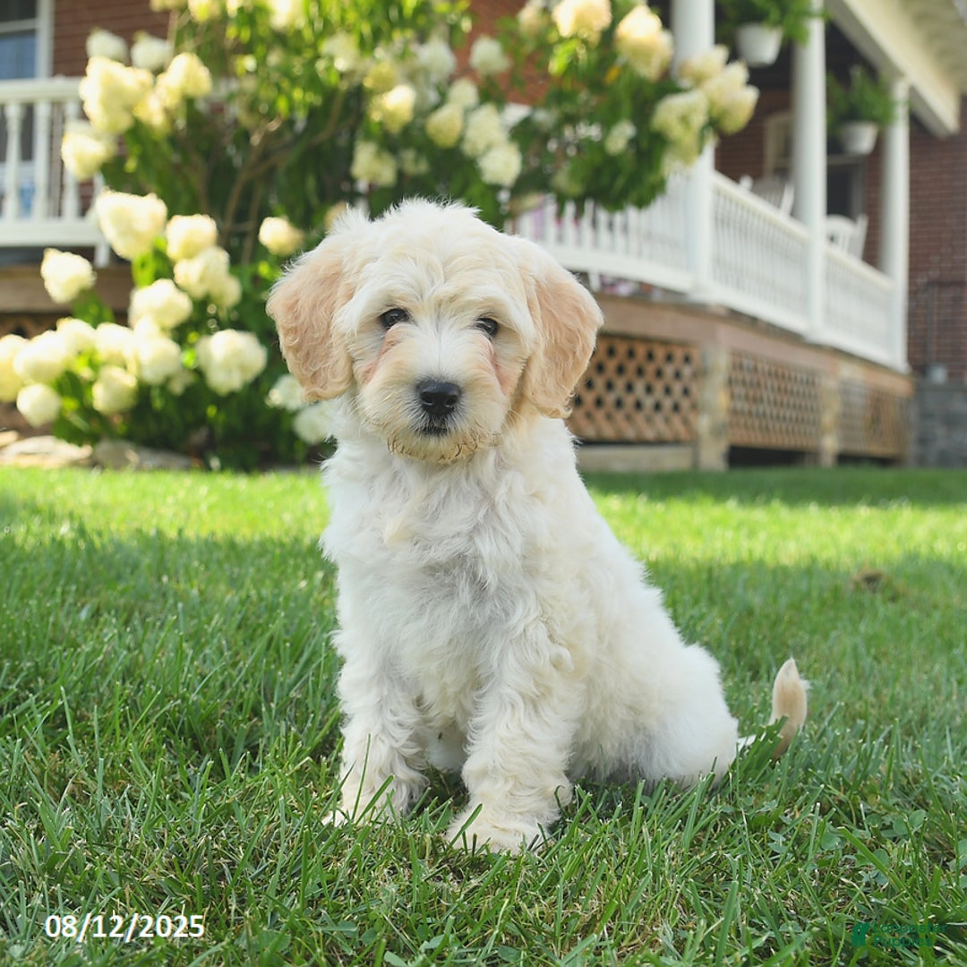 Mini Goldendoodle dogs for sale: Hazel - Image 2