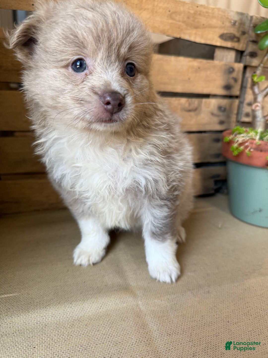Pomeranian dogs for sale: Alex - Image 8