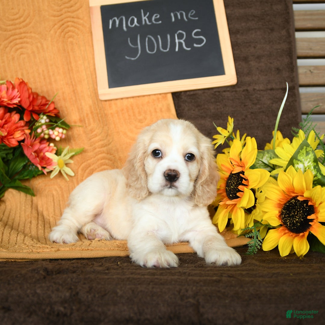 Cocker Spaniel dogs for sale: Pearl - Image 3