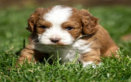 Cavapoo dogs for sale: Rusty - Image 1