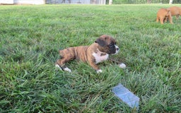 Boxer dogs for sale: Willow - Image 3