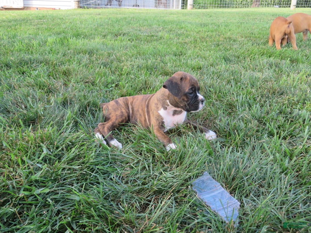 Boxer dogs for sale: Willow - Image 3