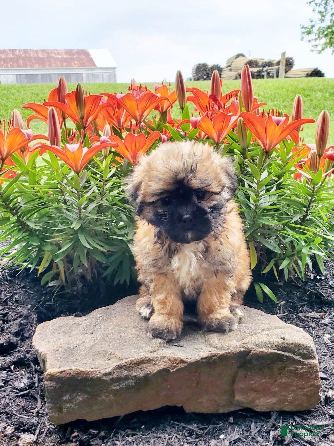Teddy Bear dogs for sale: Domino - Image 3